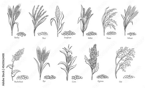 80,500+ Drawing Of Crops Stock Illustrations, Royalty .